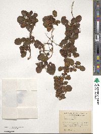 Rubus geoides image