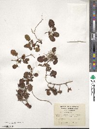 Rubus geoides image