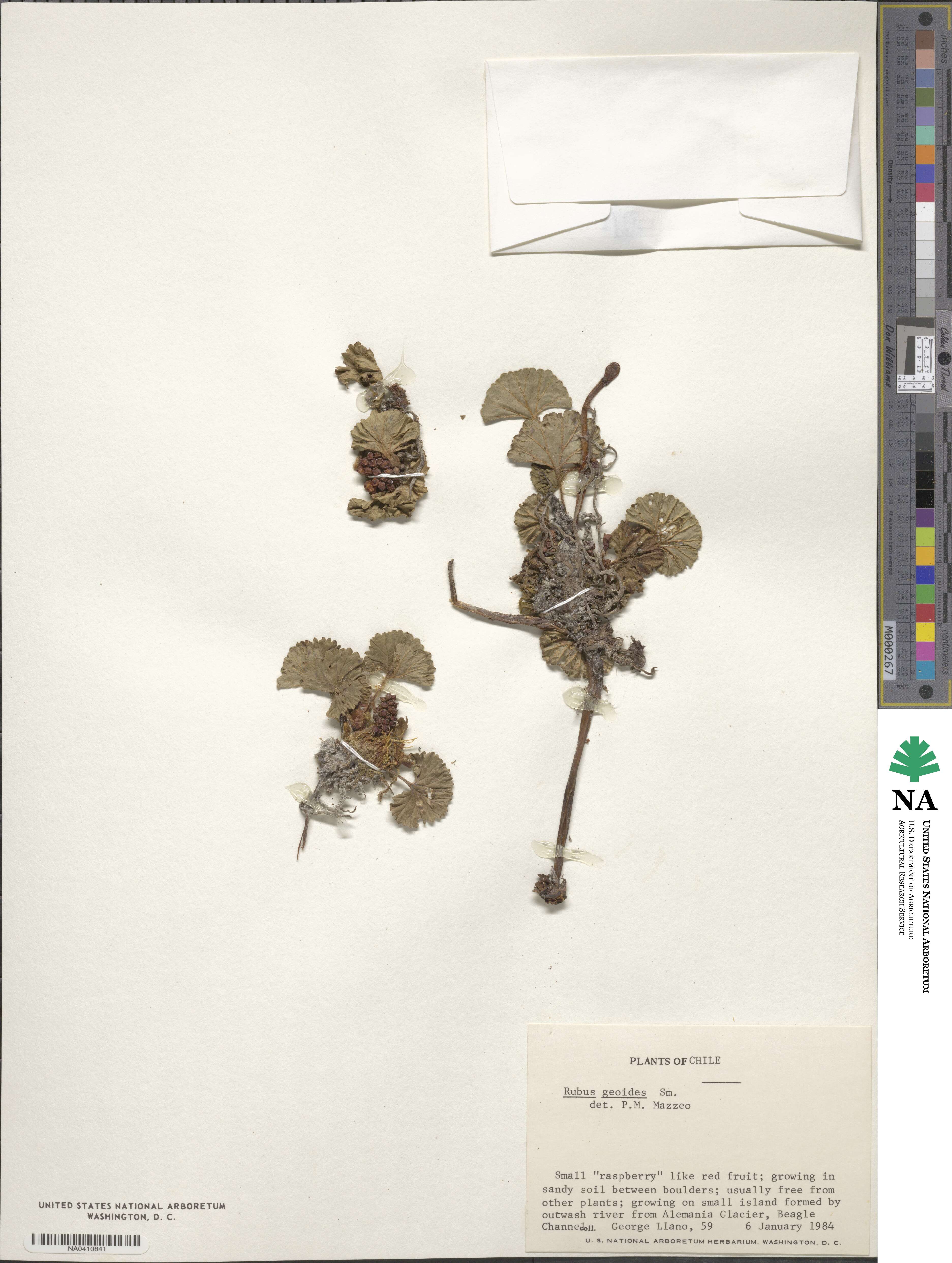 Rubus geoides image