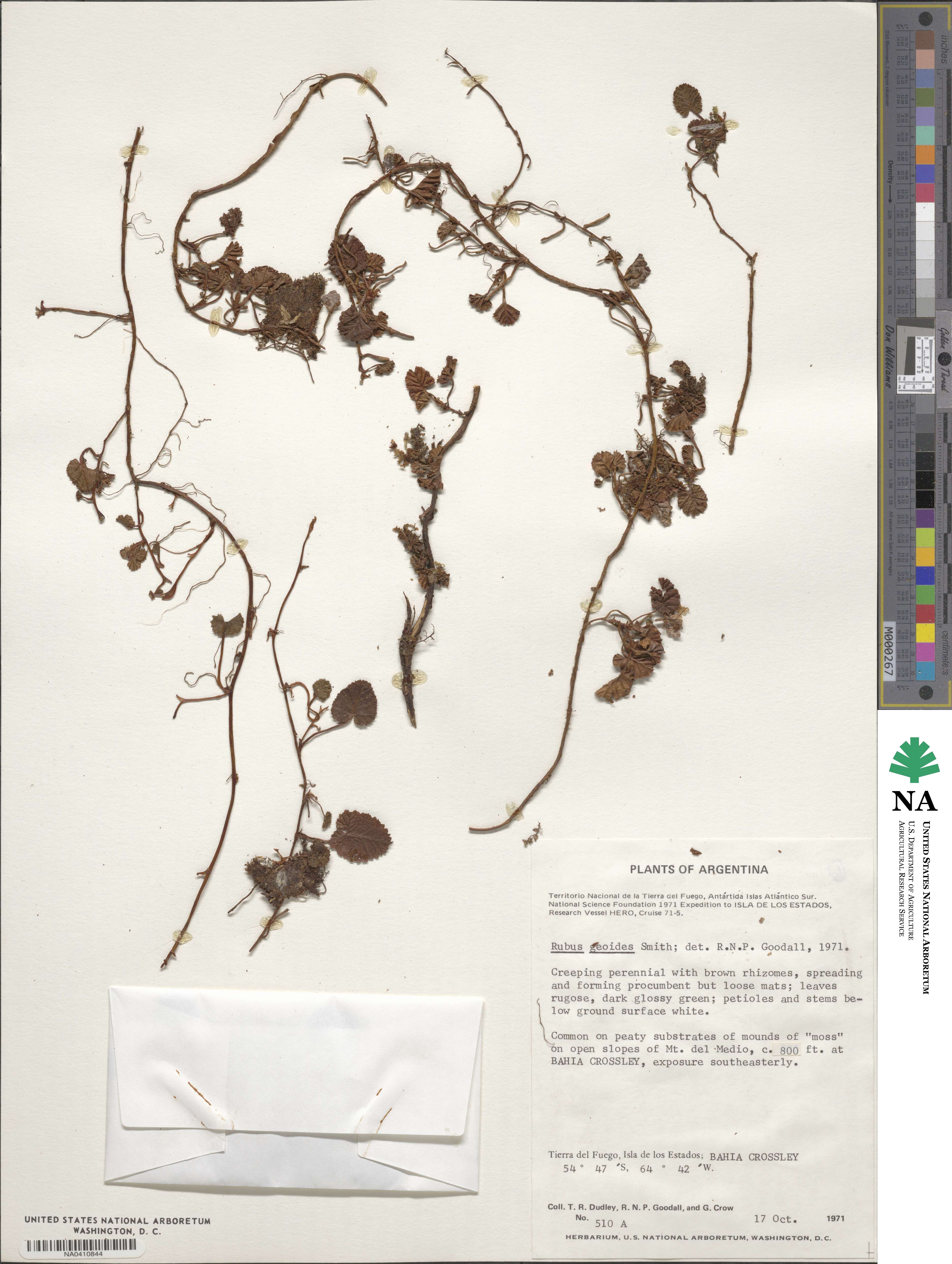 Rubus geoides image