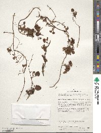 Rubus geoides image