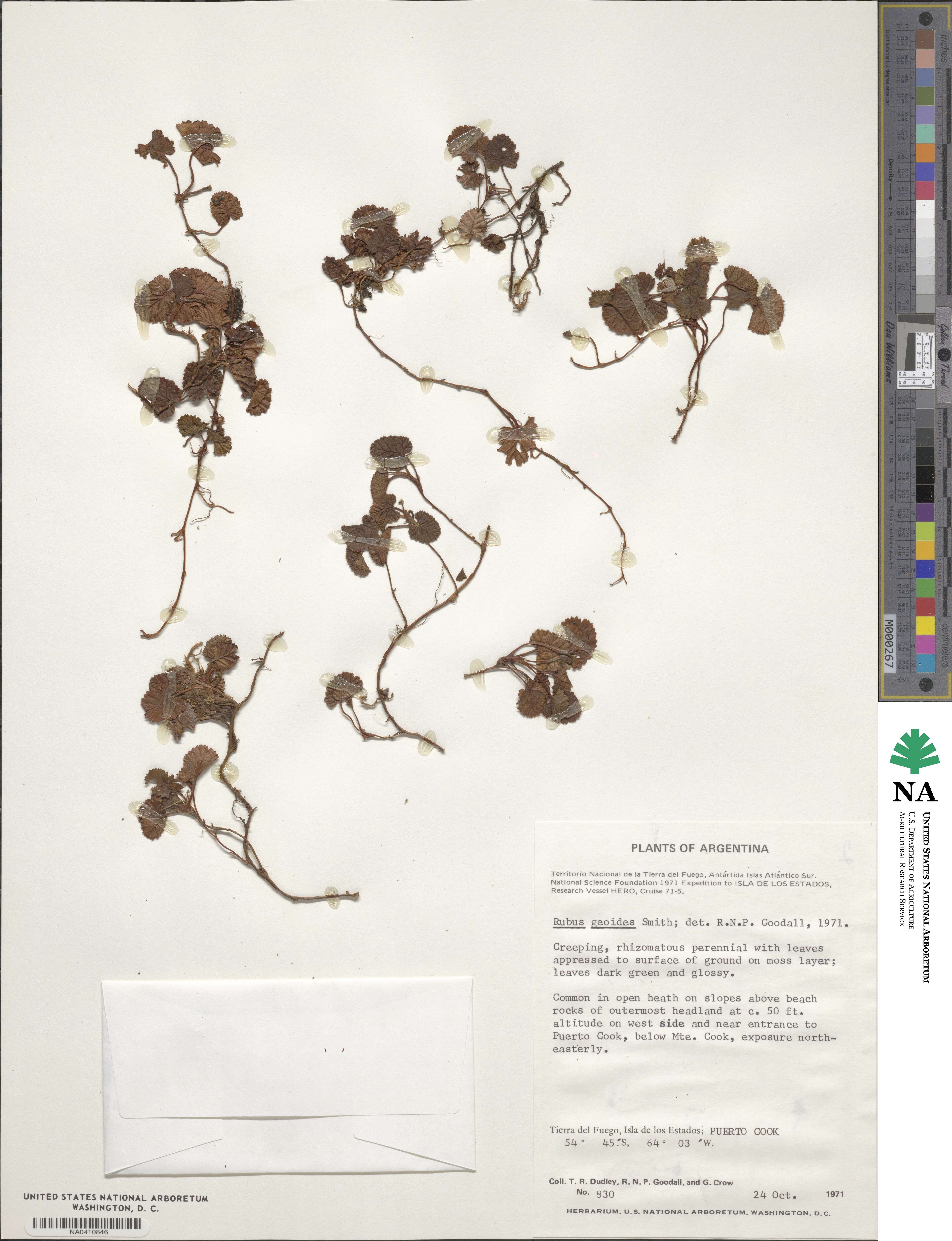 Rubus geoides image