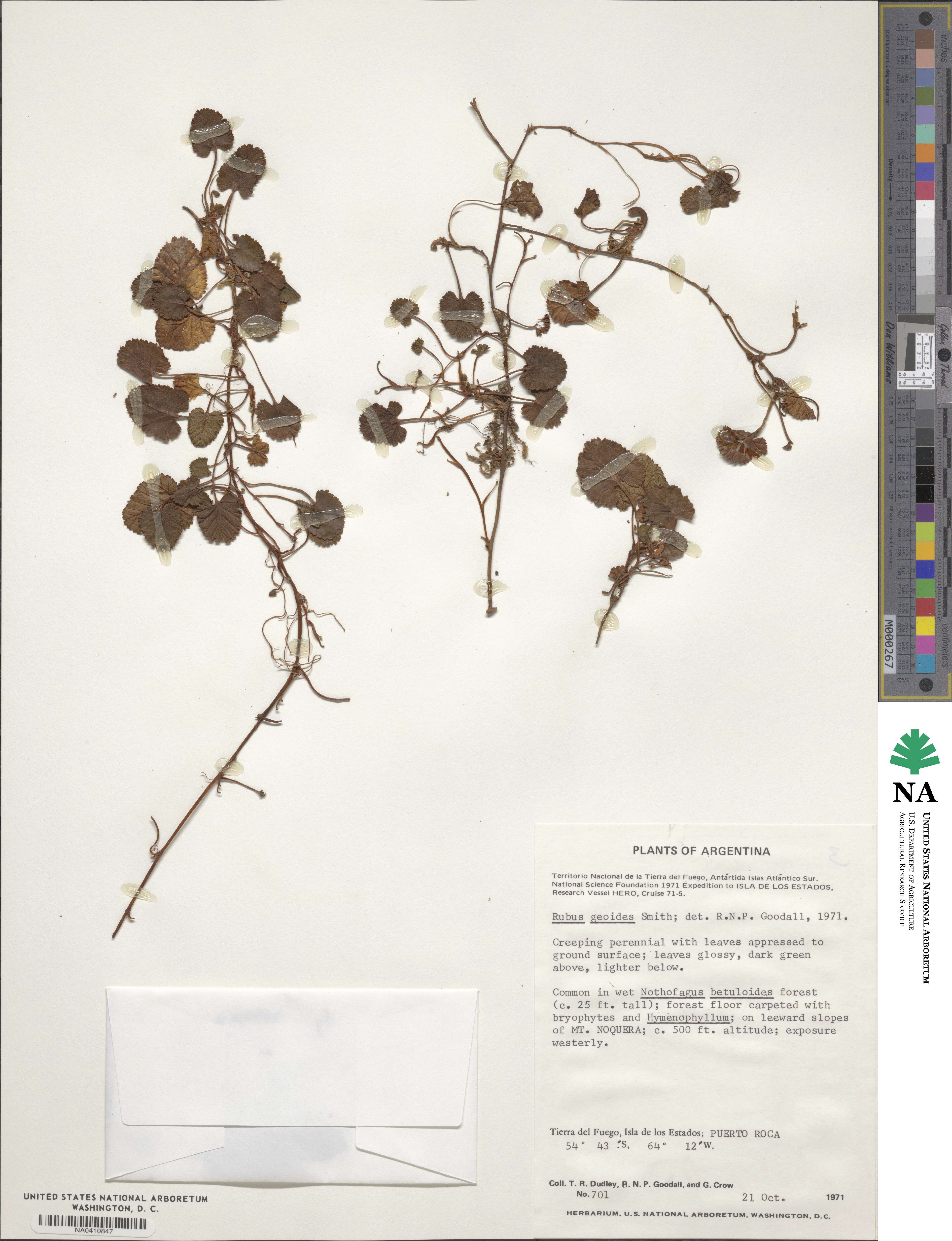 Rubus geoides image