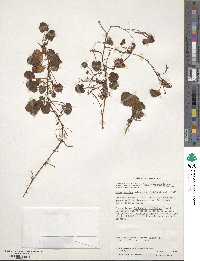 Rubus geoides image