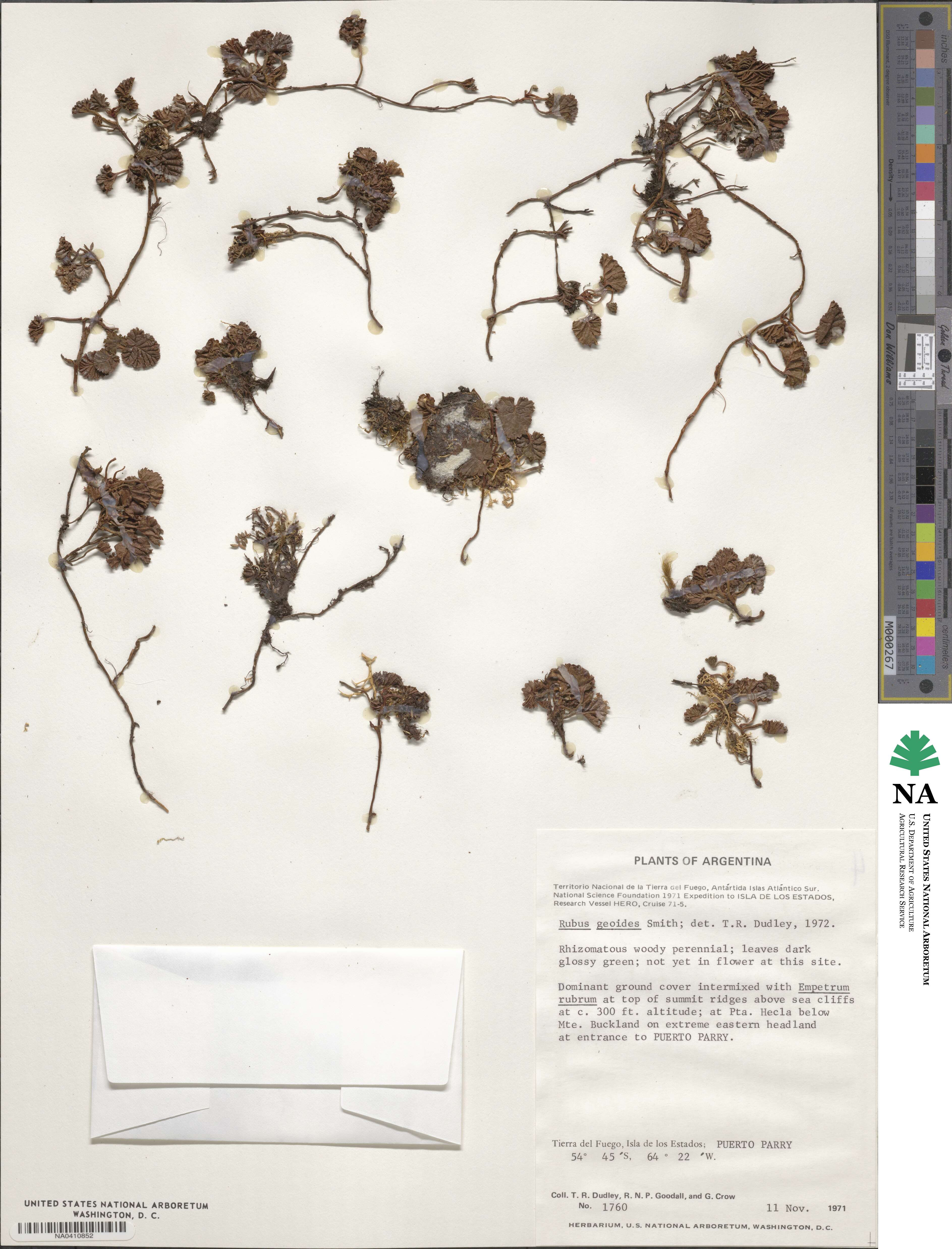 Rubus geoides image