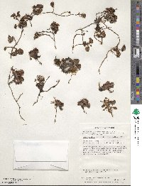 Rubus geoides image