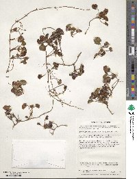 Rubus geoides image