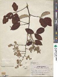 Rubus glaucus image