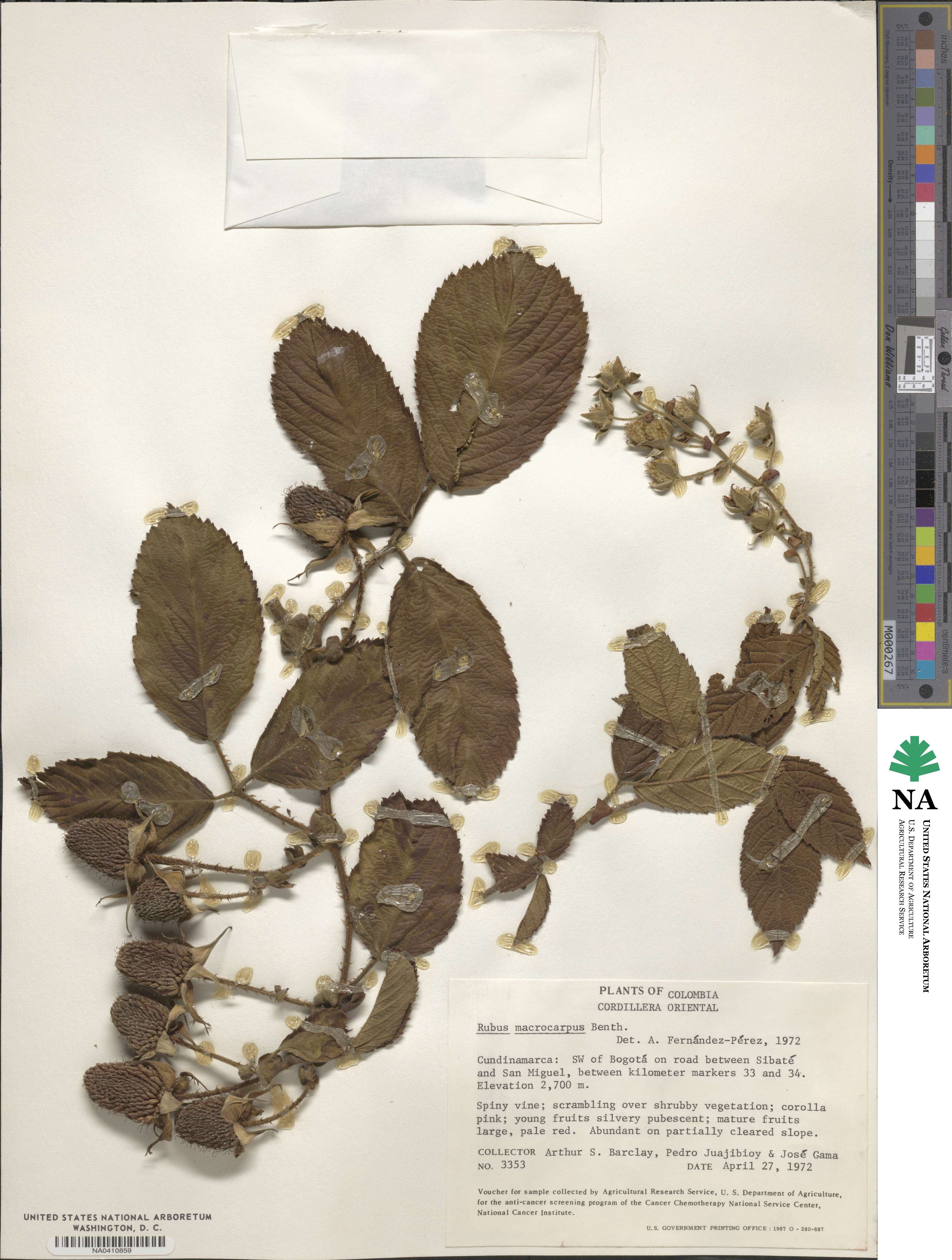 Rubus macrocarpus image