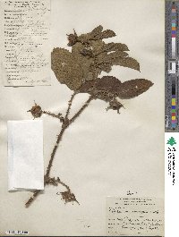 Rubus macrocarpus image