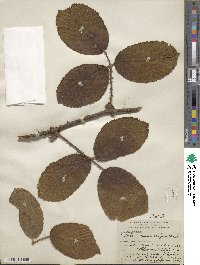 Rubus macrocarpus image
