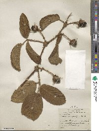 Rubus macrocarpus image