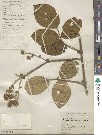 Rubus macrocarpus image