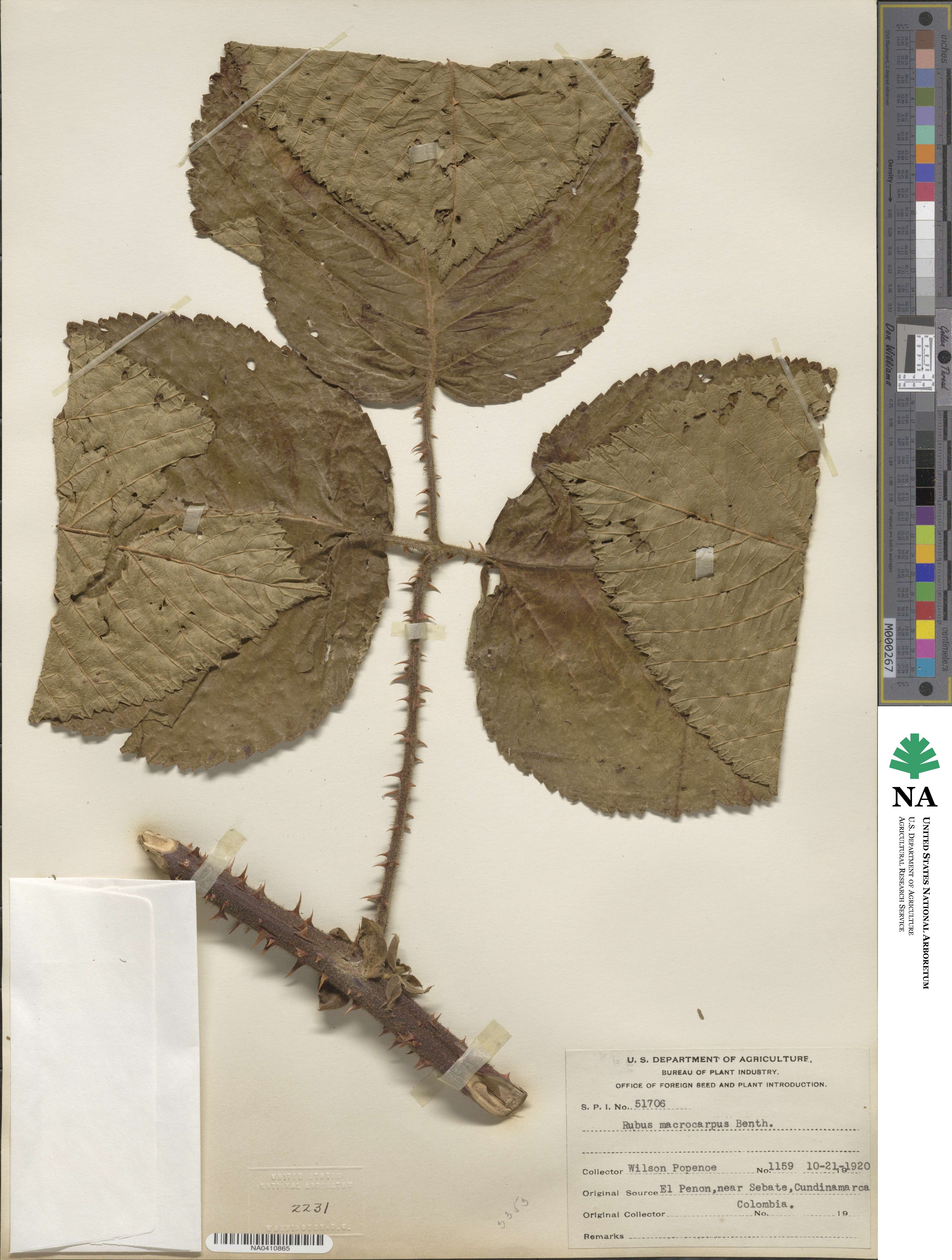 Rubus macrocarpus image
