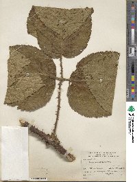 Rubus macrocarpus image