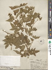 Rubus rosifolius image