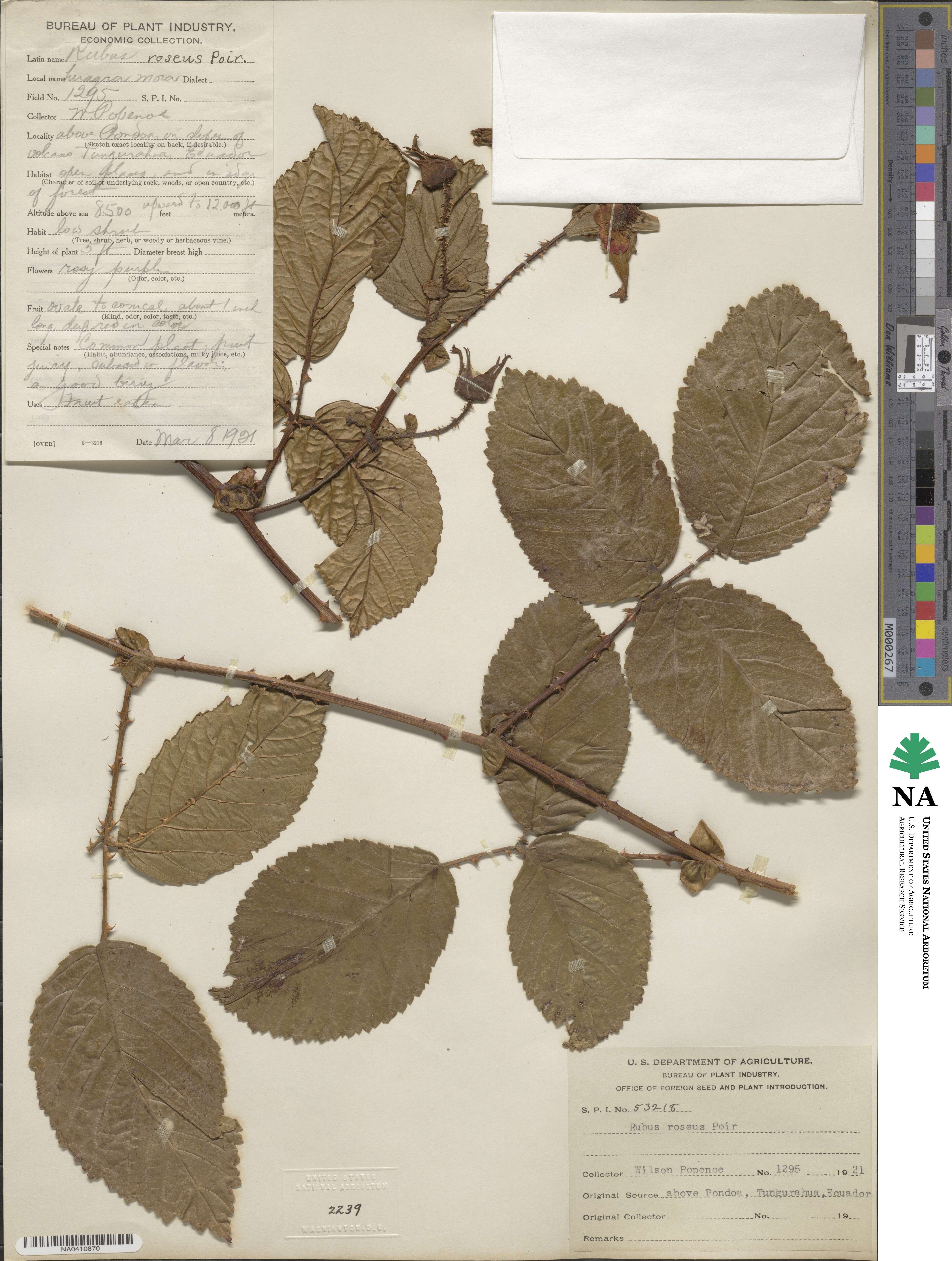 Rubus roseus image