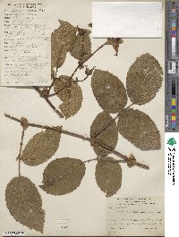 Rubus roseus image