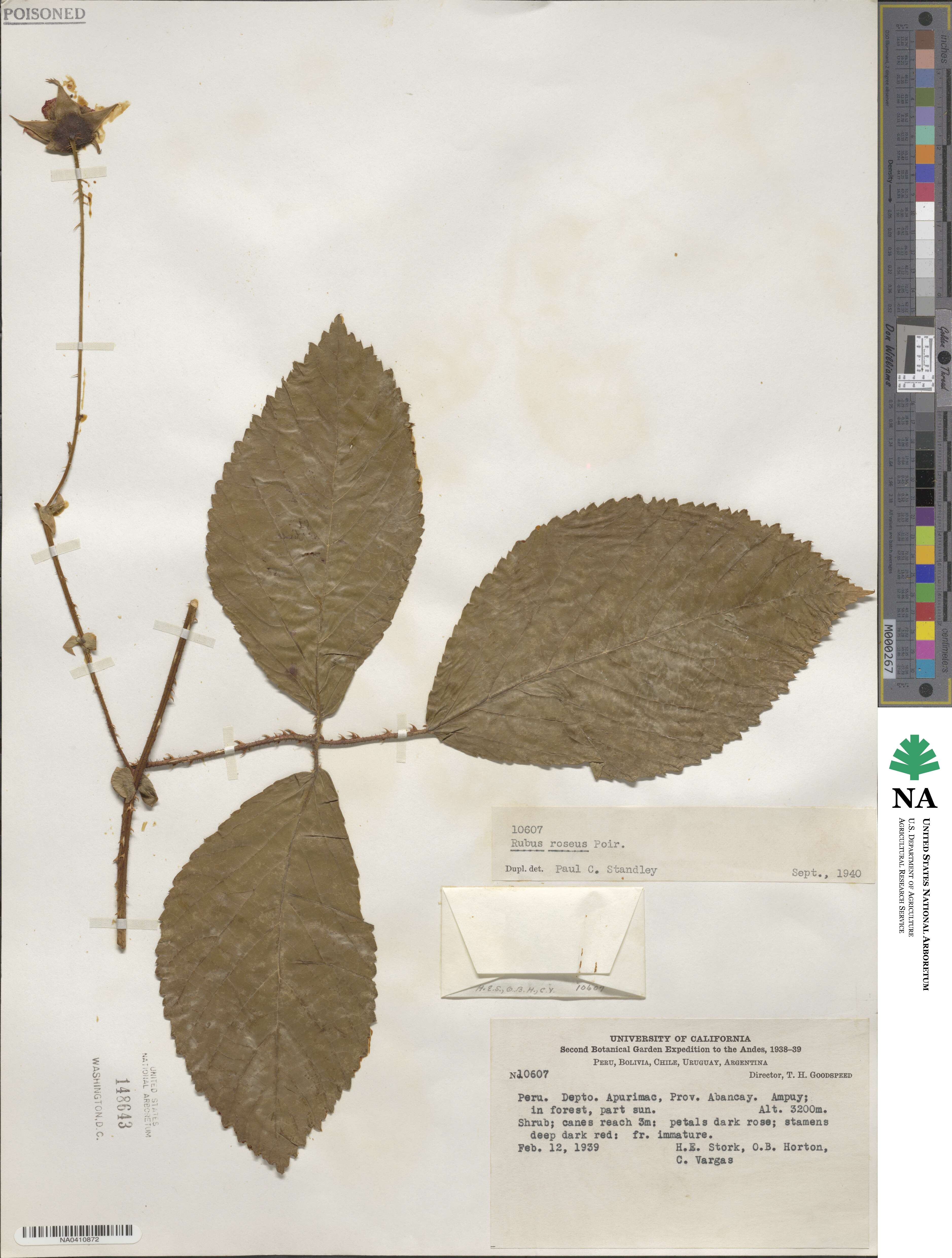 Rubus roseus image