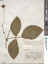 Rubus roseus image