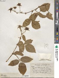 Rubus roseus image