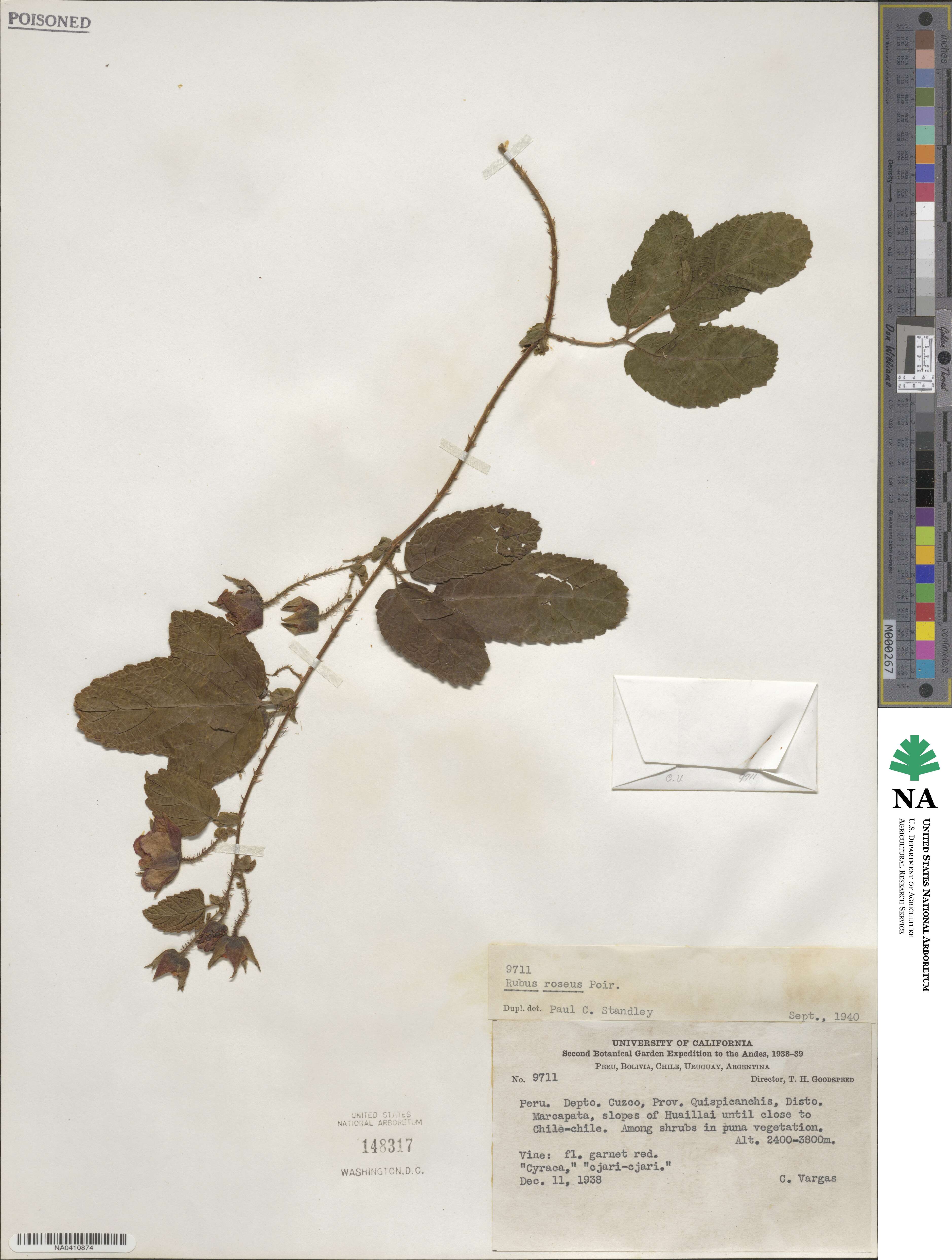 Rubus roseus image