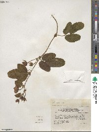 Rubus roseus image