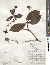 Rubus roseus image