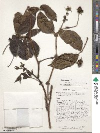 Rubus roseus image