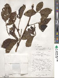 Rubus roseus image