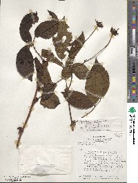 Rubus roseus image