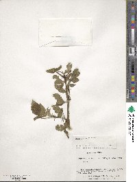 Rubus ulmifolius image