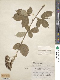 Rubus ulmifolius image