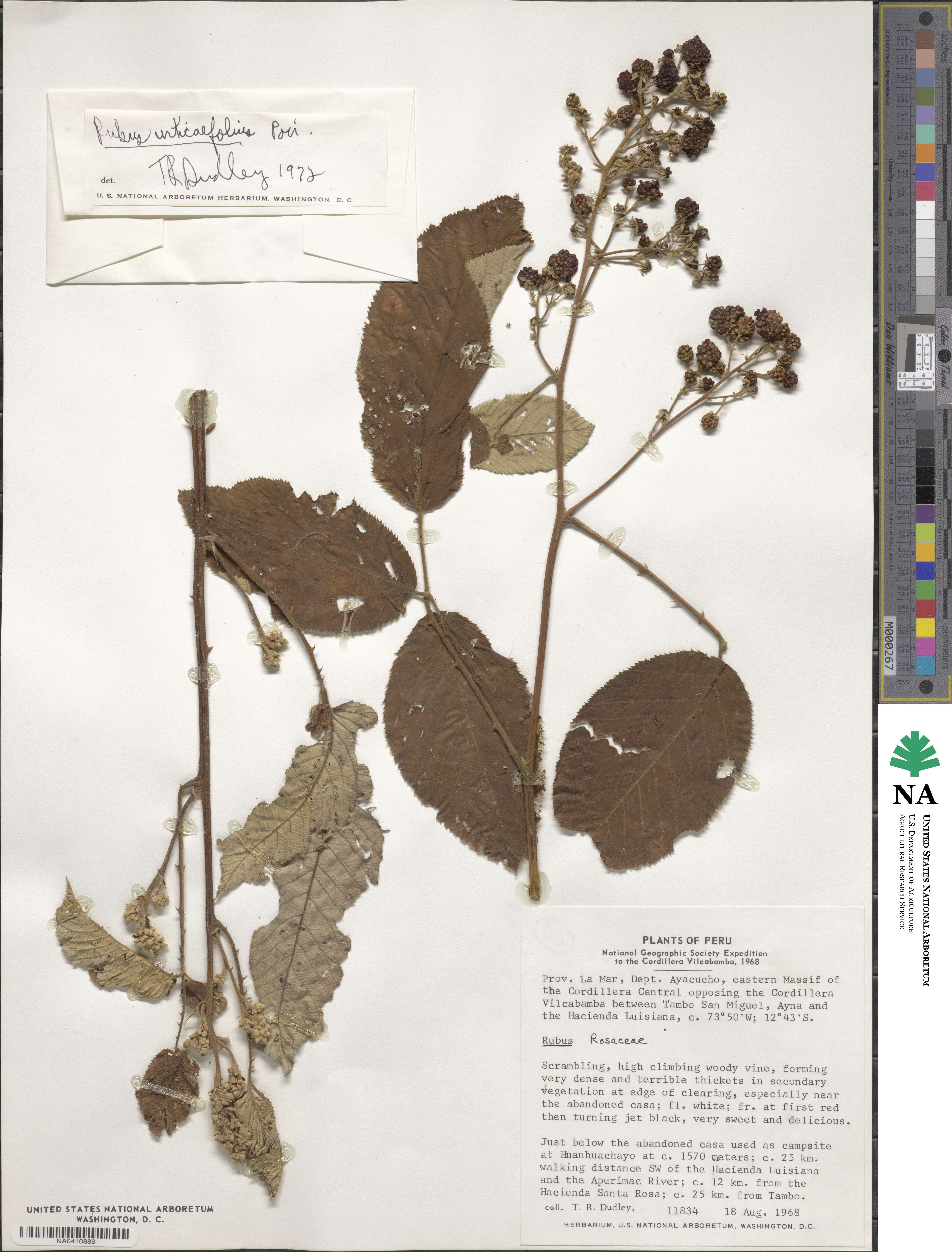 Rubus urticifolius image