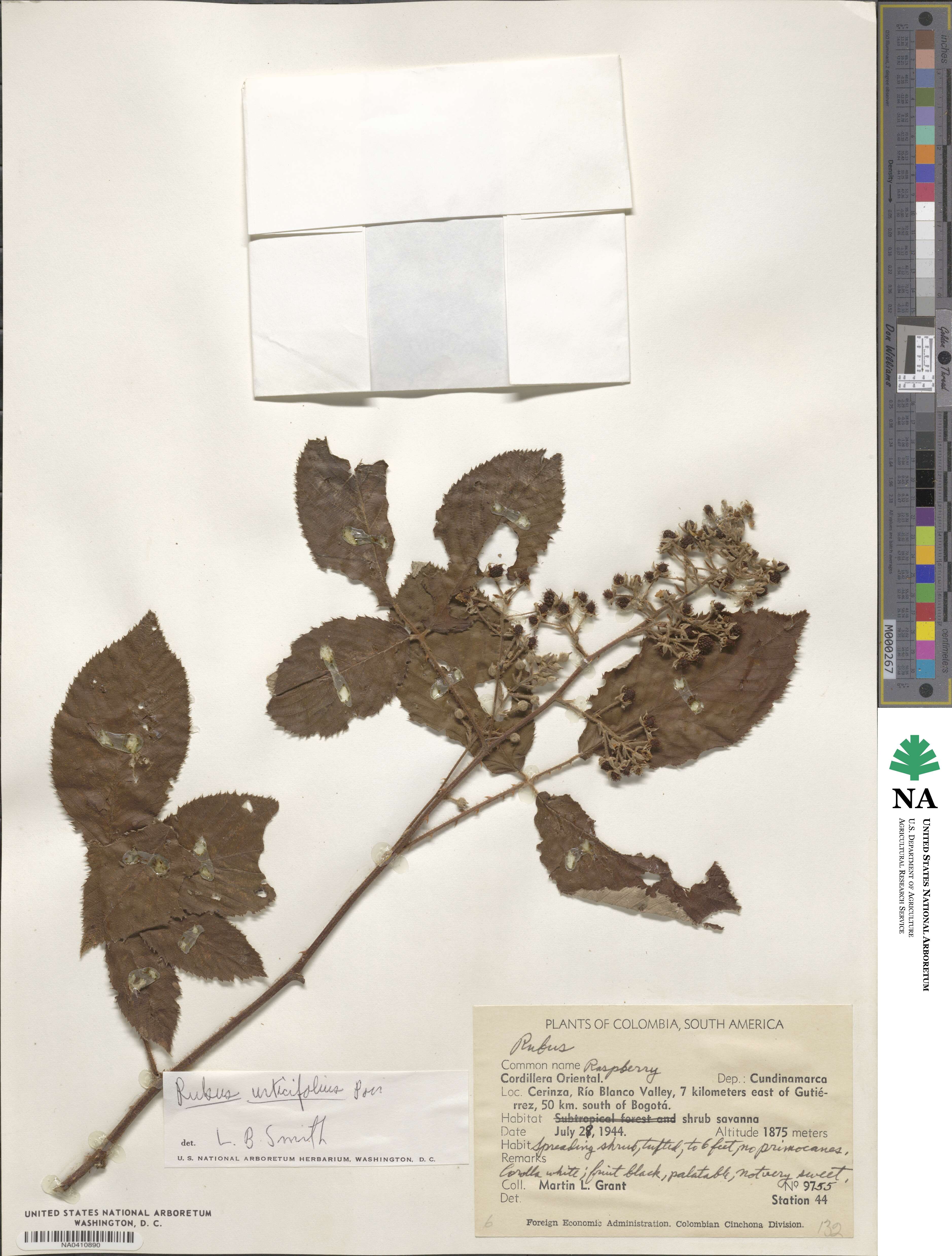 Rubus urticifolius image