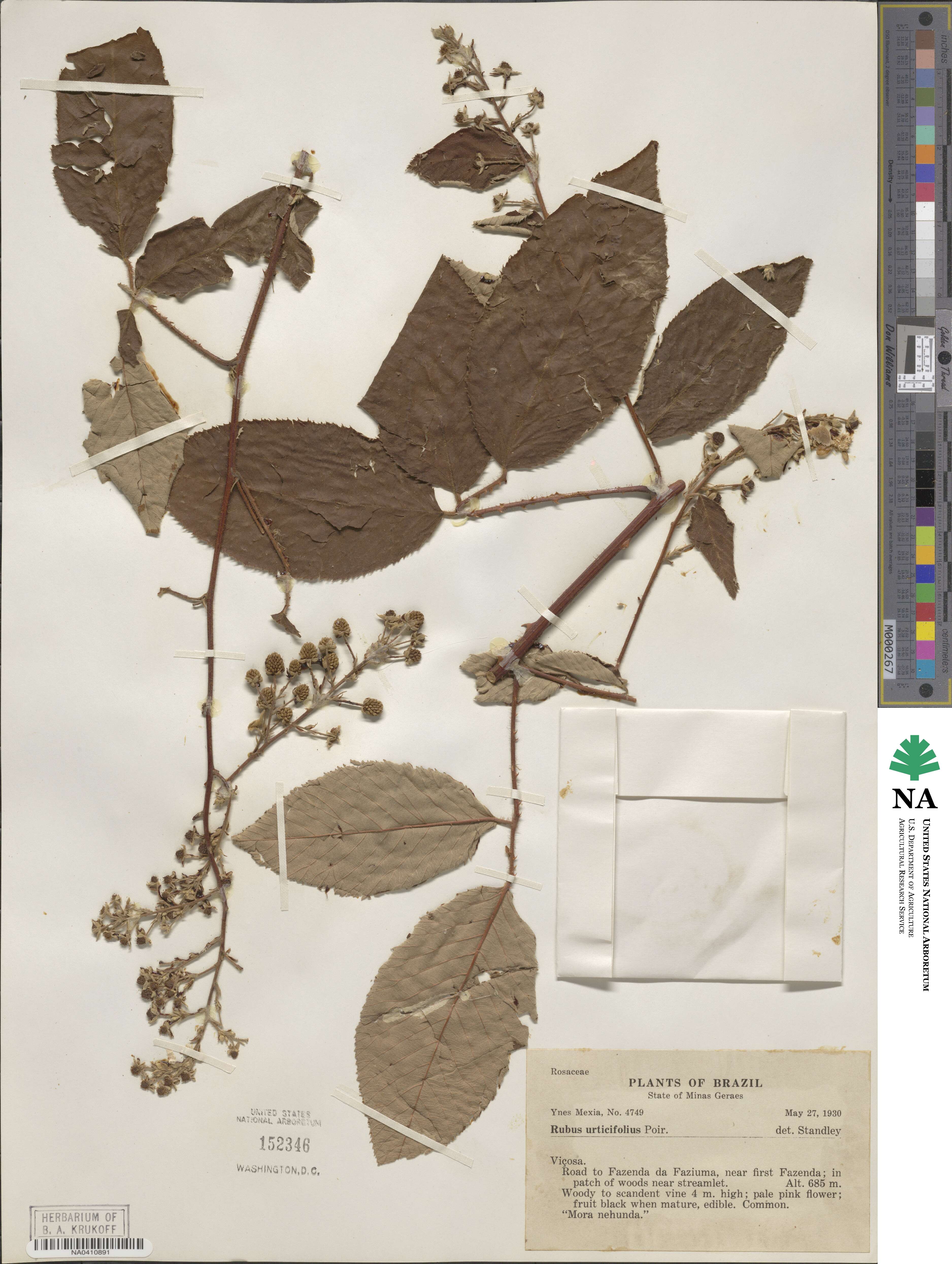 Rubus urticifolius image