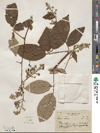 Rubus urticifolius image