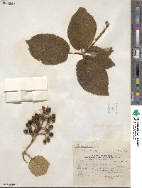 Rubus urticifolius image