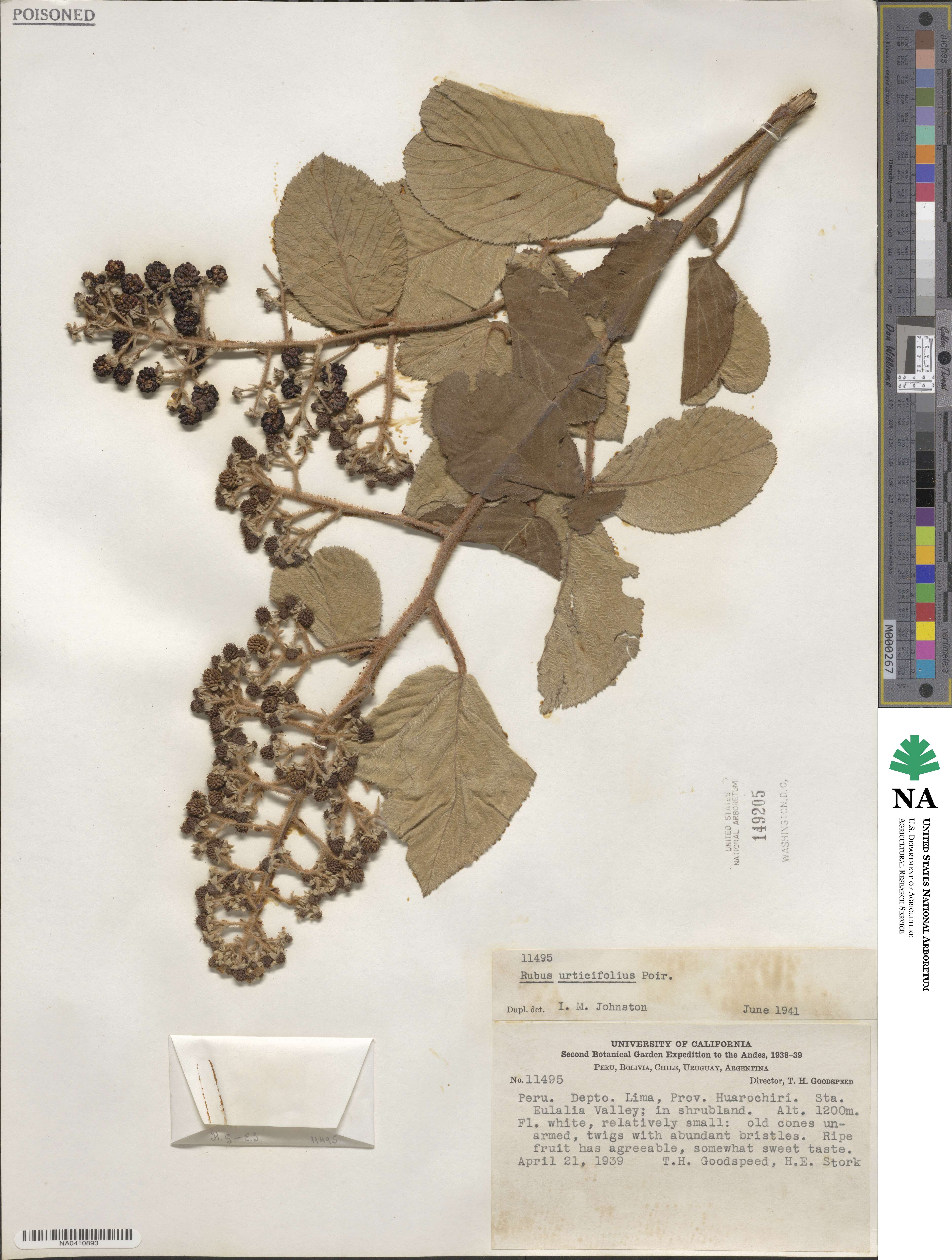 Rubus urticifolius image