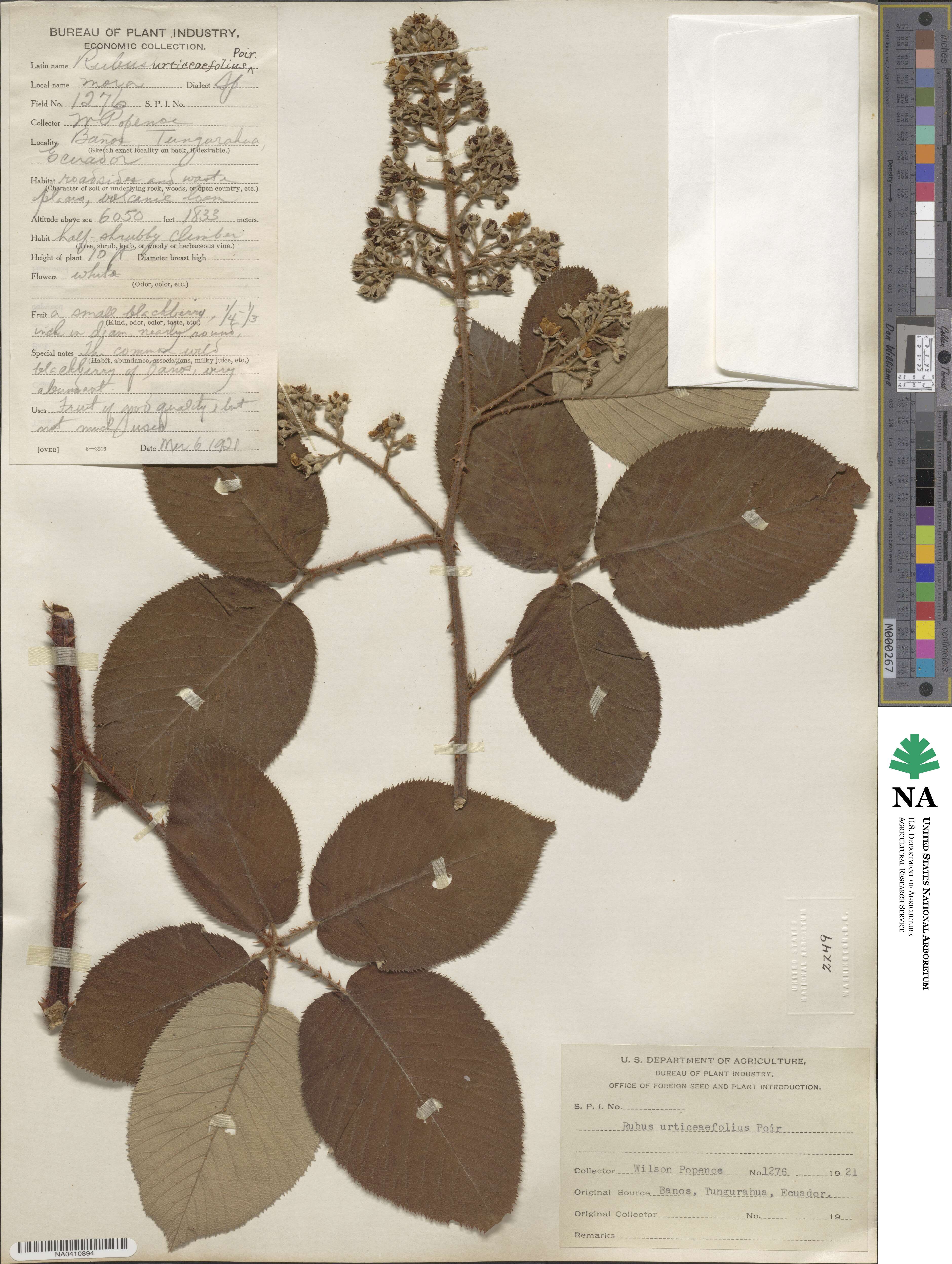 Rubus urticifolius image