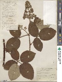 Rubus urticifolius image