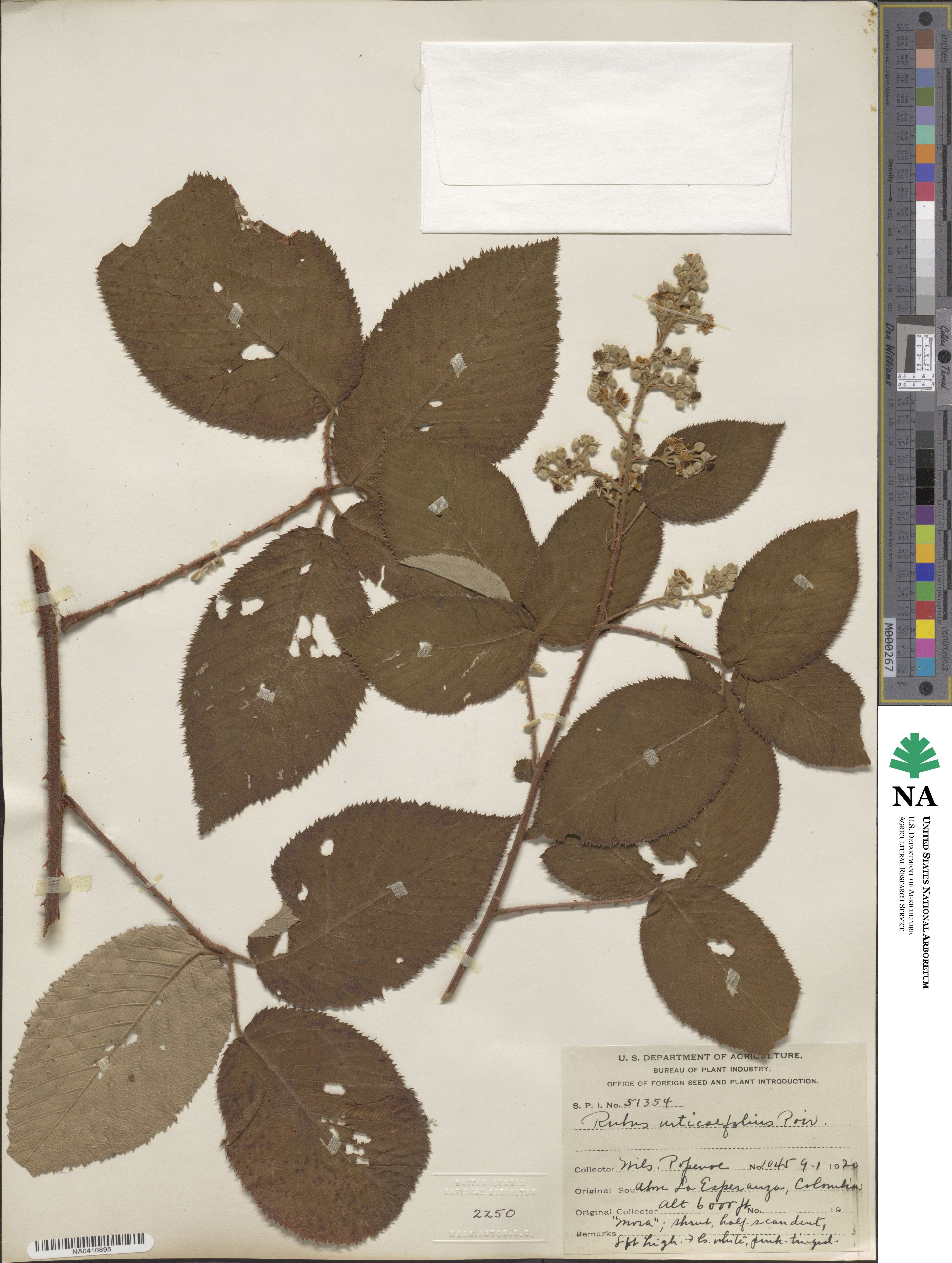 Rubus urticifolius image