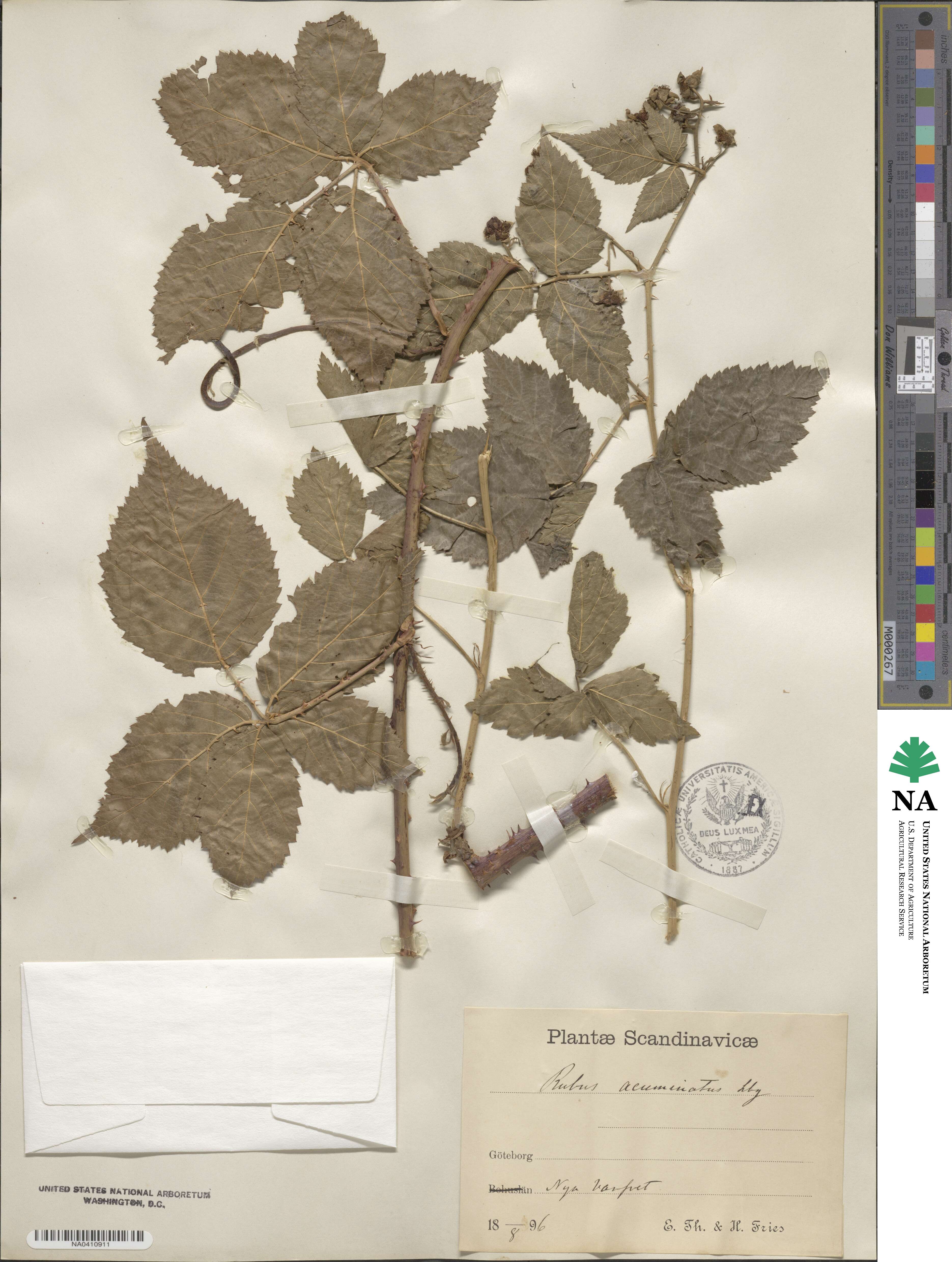 Rubus acuminatus image