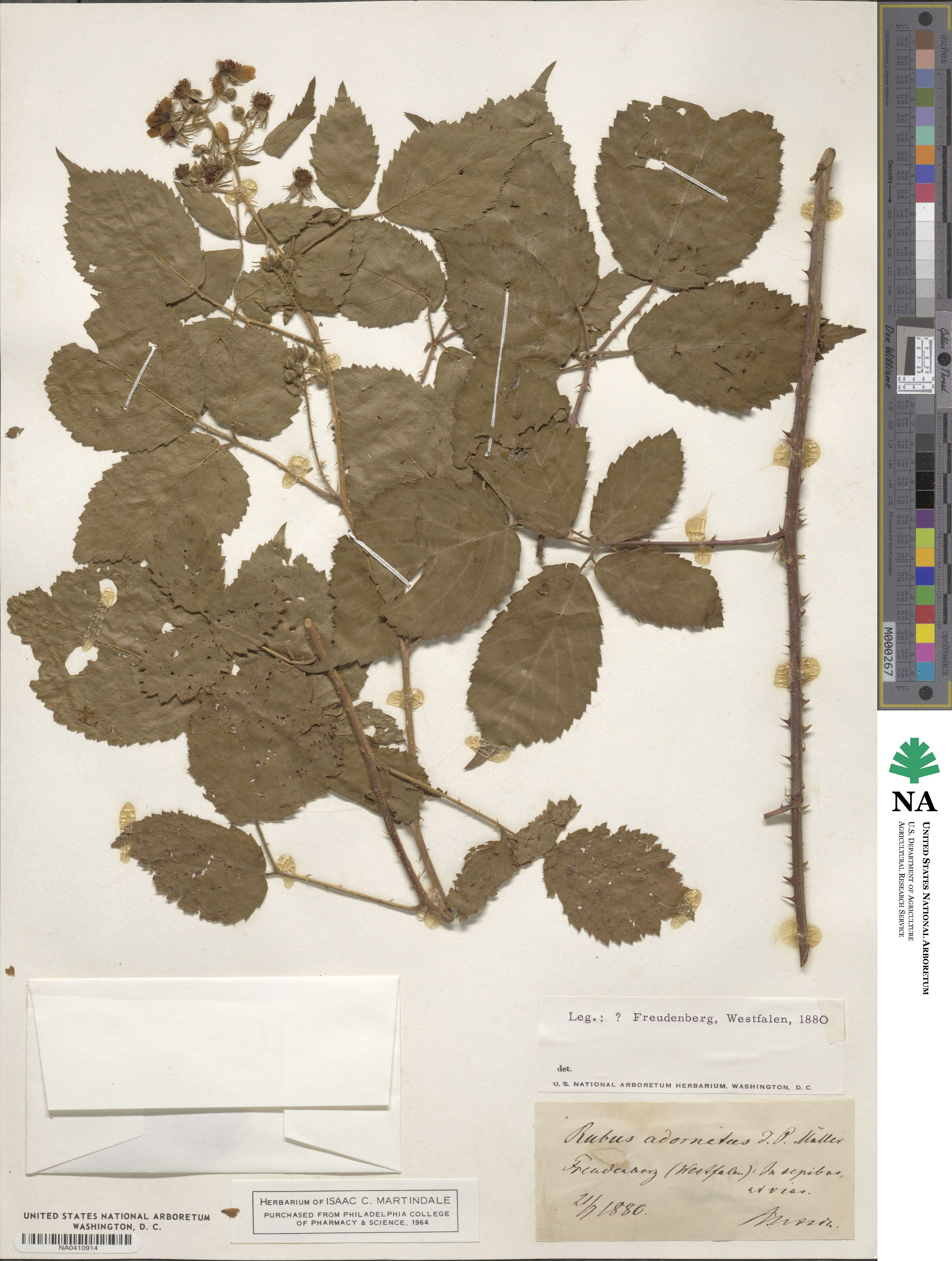 Rubus adornatus image