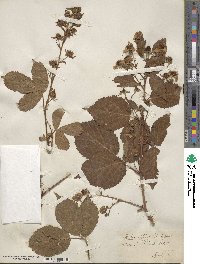 Rubus affinis image