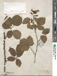 Rubus affinis image