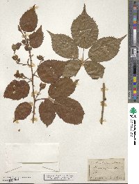 Rubus affinis image