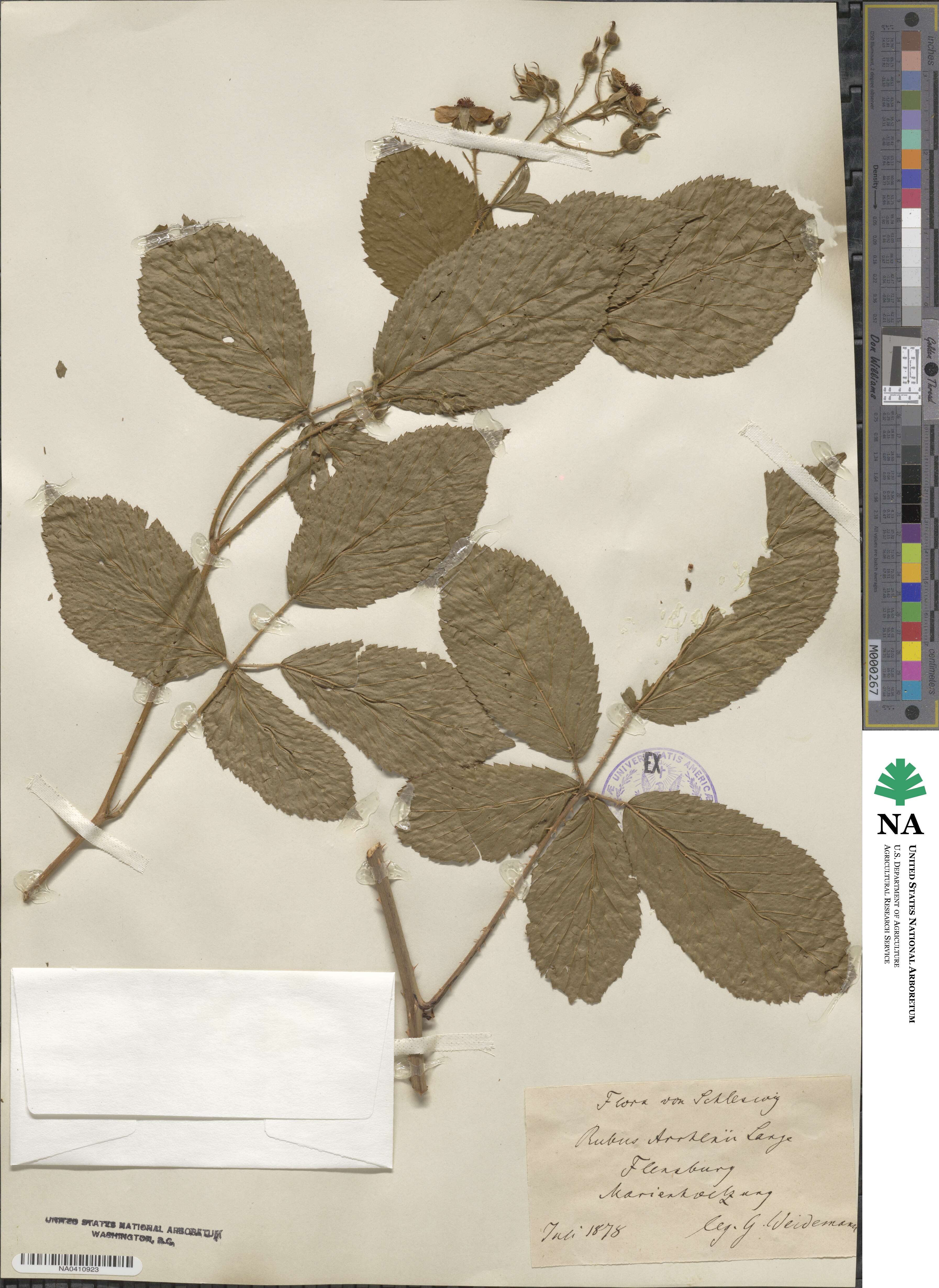 Rubus arrhenii image