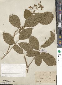 Rubus arrhenii image