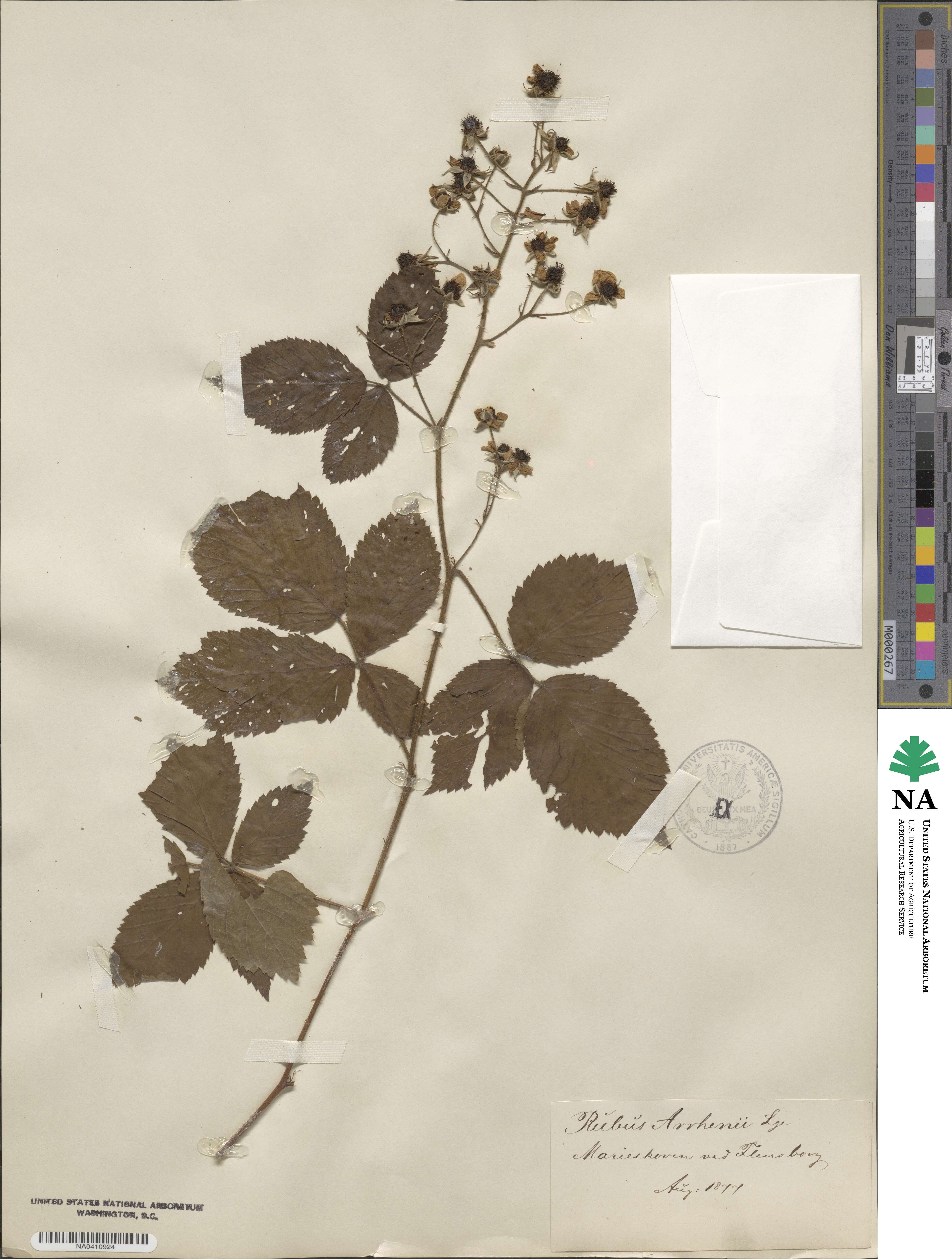 Rubus arrhenii image